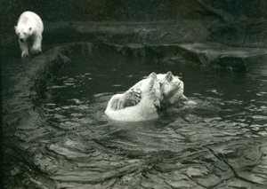 Deux ours polaires jouent dans leur bassin tandis qu